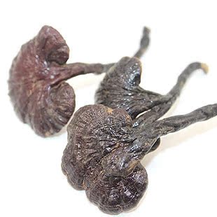  汉草荟野生灵芝正品 竹灵芝250克 东北长白山灵芝精华