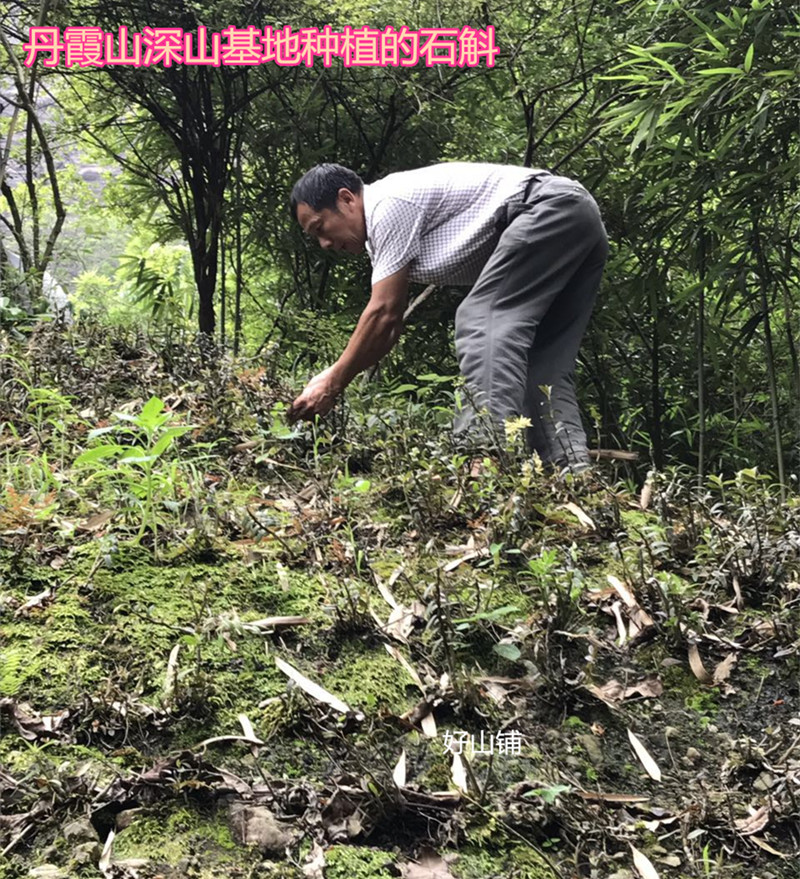 丹霞山鐵皮石斛:韶關深山基地正品天然年份久仿野生綠色生態在類目 傳統滋補營養品, 石斛/楓鬥中 - 來自Buy2taobao.com提供專業的淘寶代購服務