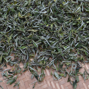  福鼎白茶新茶叶 白牡丹100g春茶特级 福建茶农直销 2件包邮