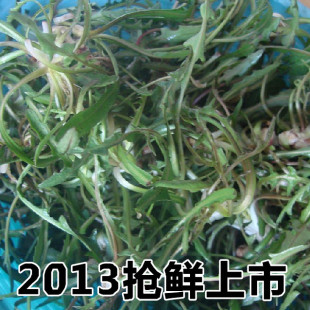  山野菜长白山 纯野生 超新鲜 现挖的 野生婆婆丁 蒲公英 绿色超值