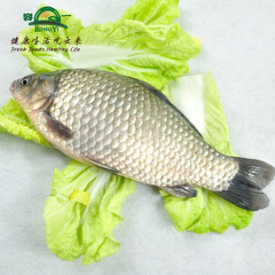  【容一 上虞同城直送】水产品新鲜淡水鱼 鲫鱼