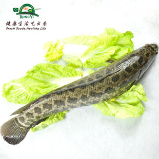  【容一 上虞同城直送】水产品新鲜淡水鱼 黑鱼