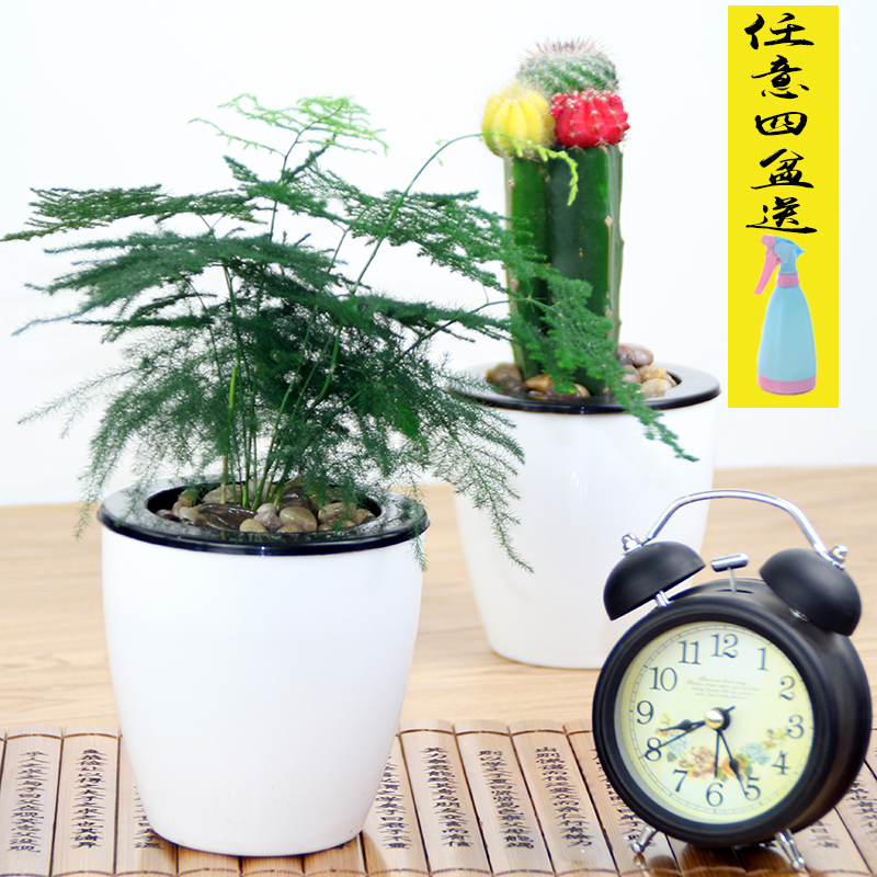 绿植盆栽发财树九里香栀子花室内桌面仙人球芦荟虎刺梅富贵竹绿萝在类目 鲜花速递/花卉仿真/绿植园艺, 花卉/绿植盆栽(新), 绿植中 - 来自Buy2taobao.com提供专业的淘宝代购服务