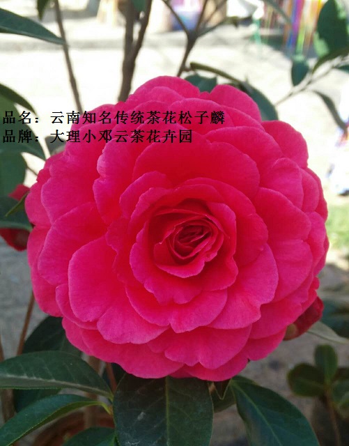 云南茶花云茶松子麟小紫袍大理珍贵稀缺奇特茶花大理知名茶花之一|ruв категории доставка цветов/цветок моделирования/растения садоводства, цветок/растения в горшках (новый), цветок - от Buy2taobao.com для оказания профессиональной услуги покупки агента Taobao
