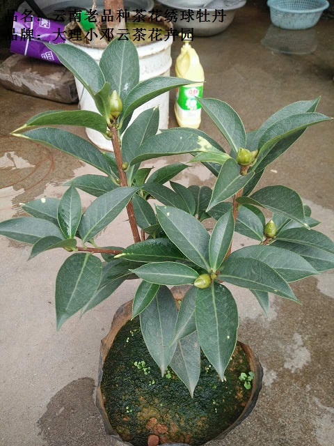 云南茶花云茶牡丹魁茶花在类目 鲜花速递/花卉仿真/绿植园艺, 花卉/绿植盆栽(新), 花卉中 - 来自Buy2taobao.com提供专业的淘宝代购服务