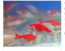 红白花金鱼 淡水鱼 冷水鱼 观赏鱼 活体金鱼 5公