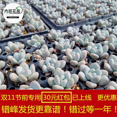 香水 多肉植物进口花卉盆栽绿植 防辐射多肉大棚直销包邮肉妞花房