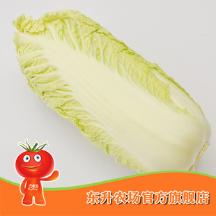  农场直供_东升大白菜_清甜可口_健康蔬菜 广东新鲜配送(1000g)
