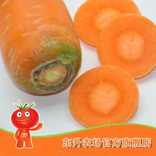  农场直供 东升胡萝卜 青菜萝卜 红萝卜 新鲜蔬菜 健康食品 500g