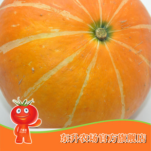  【东升农场】东升红南瓜_青菜_健康食品 广州配送（散装500g）