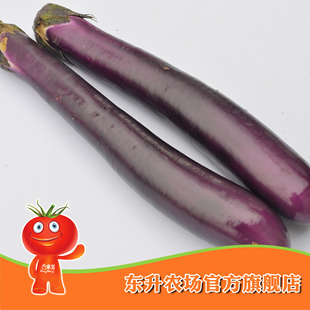  【东升农场】无公害红茄子_青菜茄瓜_新鲜配送蔬菜 健康食品500g