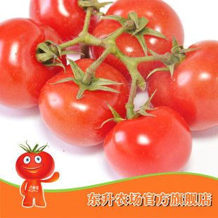  农场直供_东升串茄_串番茄蔬菜 串茄西红柿 广州配送（400g）