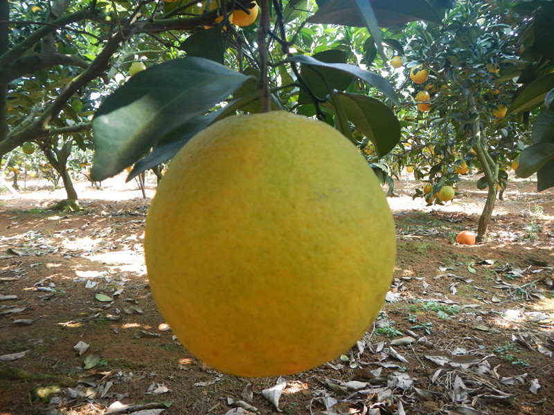 桂林水果特产好吗?桂林水果特产价格,桂林水果特产排行榜,壁画导购网