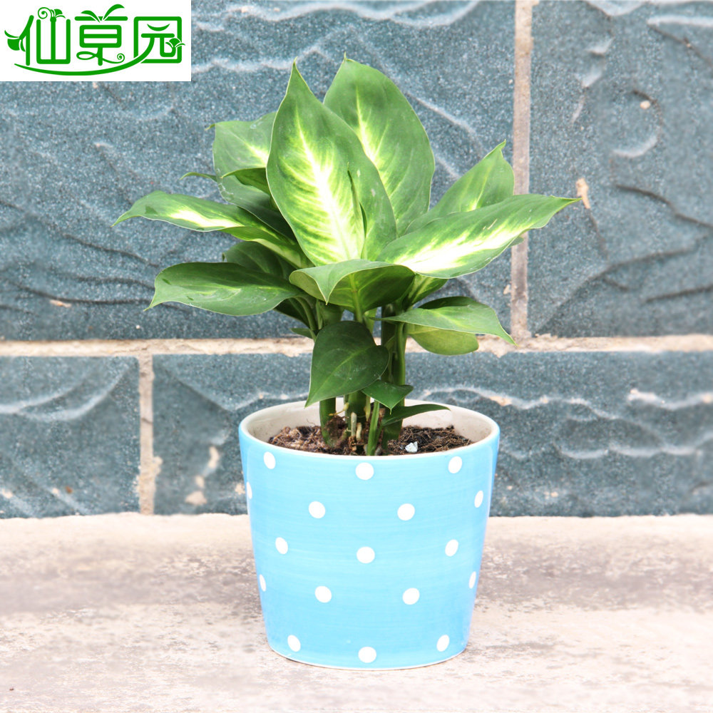 绿色植物盆栽盆景 除甲醛 净化空气 健康送礼 办公室花卉玛丽安