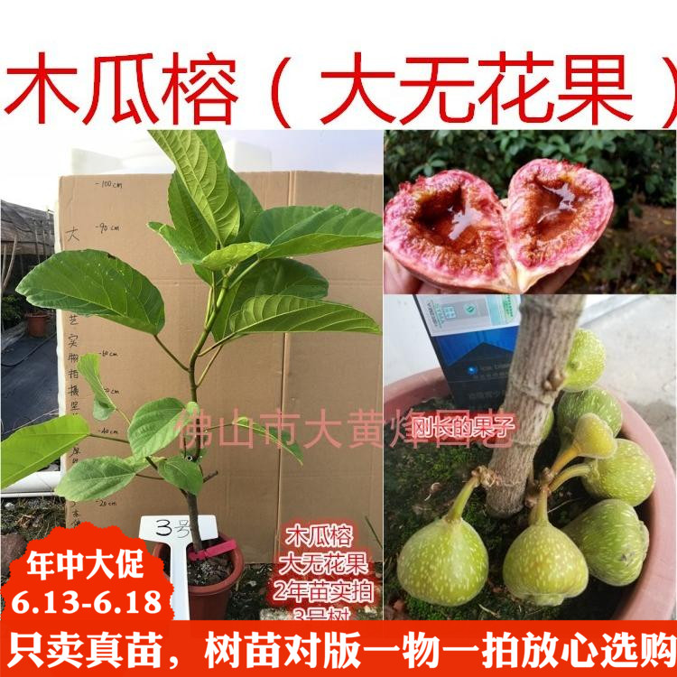 大黄烽新品热卖木瓜榕巨大无花果苗当年四季结果南北方果树盆栽|msdalam kategori penghantaran bunga/bunga simulasi/tumbuhan berkebun, 花园植物/行道树/果树, 果树 - dari Buy2taobao.com untuk memberikan perkhidmatan ejen Taobao profesional membeli