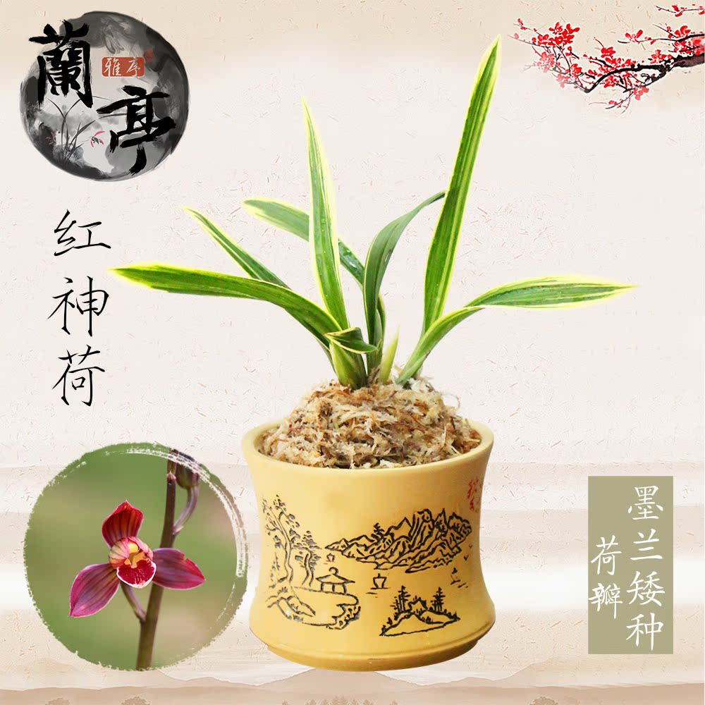 兰花苗不带花苞墨兰 东方红神荷 成熟壮苗花卉客厅招财 非组培苗在类目 鲜花速递/花卉仿真/绿植园艺, 花卉/绿植盆栽(新), 花卉中 - 来自Buy2taobao.com提供专业的淘宝代购服务