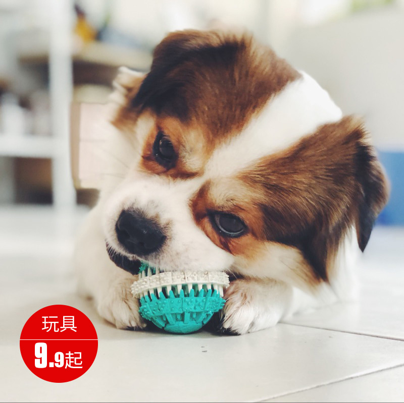 狗狗玩具球耐咬弹力球泰迪金毛博美幼成犬磨牙洁齿狗咬球宠物玩具|ruв категории животное/Животное питание и принадлежностей, кошка/собака игрушка, резиновый мяч/сферическая игрушки - от Buy2taobao.com для оказания профессиональной услуги покупки агента Taobao