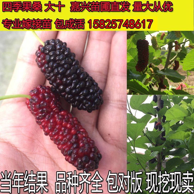 海宁农场 无籽大十桑葚树苗盆景嫁接苗果桑庭院包活桑叶喂蚕饲料在类目 鲜花速递/花卉仿真/绿植园艺, 花园植物/行道树/果树, 果树中 - 来自Buy2taobao.com提供专业的淘宝代购服务