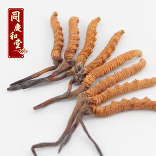  同庆和堂 正品包邮青海玉树 冬虫夏草3根/克 新虫草 同仁堂级别