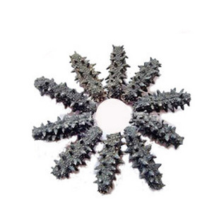  宫品海参 野生海参干货 刺参海参淡干 辽参干海参 5只装