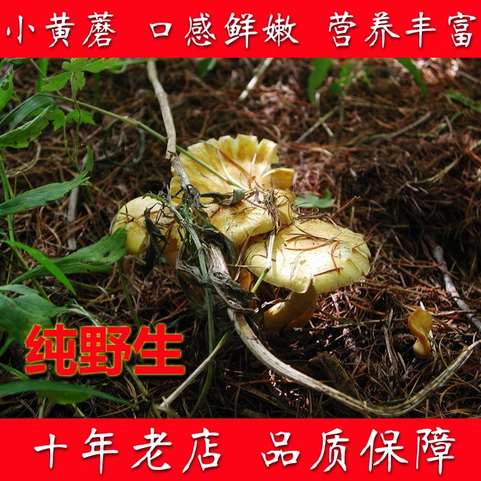 正宗长白山野生小黄蘑干货野生蘑菇50元/250克 正宗山货新货上架在类目 粮油米面/南北干货/调味品, 南北干货/肉类干货, 干货/土特产, 香菇类中 - 来自Buy2taobao.com提供专业的淘宝代购服务