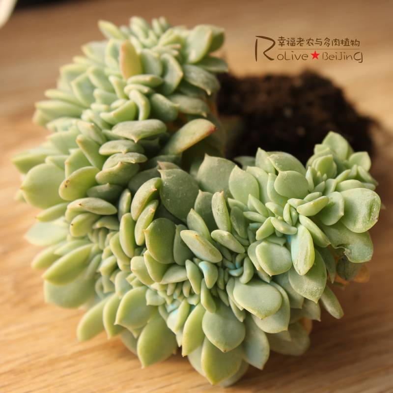 【多肉植物缀化】 最新排行榜_用户33135053