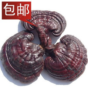  包邮 长白山 原生态 灵芝 紫灵芝 紫芝 整枝灵芝 500克
