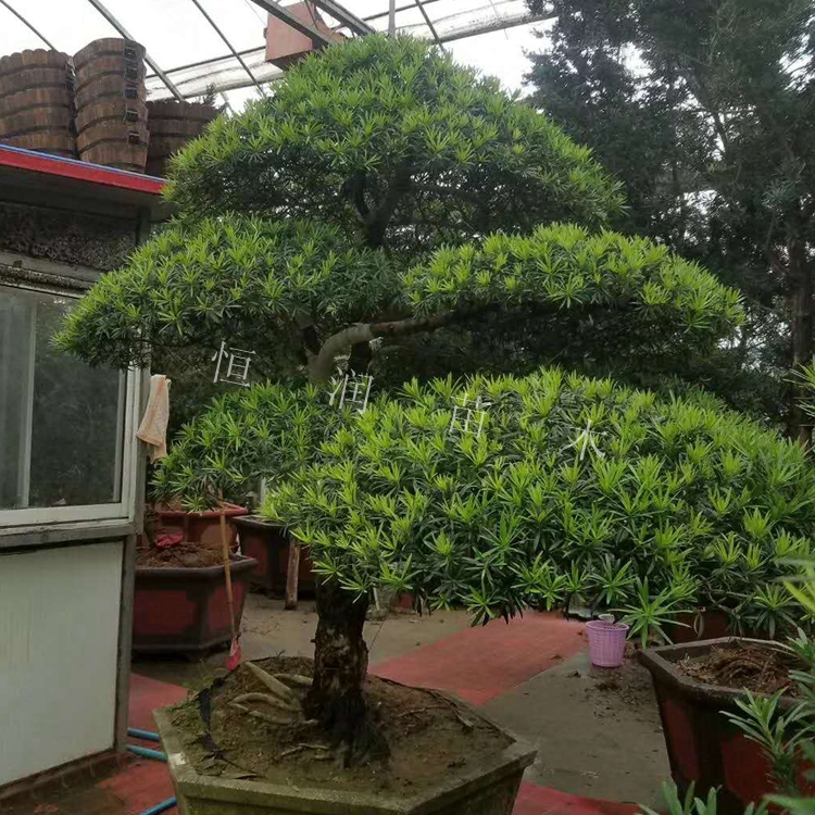 罗汉松造型树别墅庭院高档精品造景黑松造型树四季常青五针松树苗在类目 鲜花速递/花卉仿真/绿植园艺, 花园植物/行道树/果树, 行道树/乔木中 - 来自Buy2taobao.com提供专业的淘宝代购服务