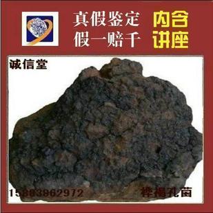  灵芝/野生灵芝/长白山灵芝/桦褐孔菌/抗癌降血糖/同仁堂等级50g