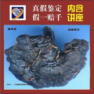  特产原始林芝野生灵芝特大赤灵芝益肾保肝抗癌降压安神正品 50g