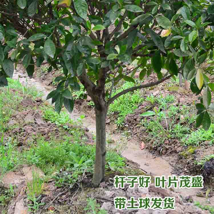 农户直销 栀子花树球 庭院阳台园林绿化植物 四季常青绿化树球在类目 鲜花速递/花卉仿真/绿植园艺, 花卉/绿植盆栽(新), 花卉中 - 来自Buy2taobao.com提供专业的淘宝代购服务