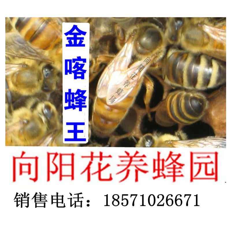 金喀蜂王。意蜂蜂王蜜蜂蜂王种蜂王卡蜂王活体蜜蜂群意蜂群出售在类目 宠物/宠物食品及用品, 其它宠物, 其它宠物中 - 来自Buy2taobao.com提供专业的淘宝代购服务