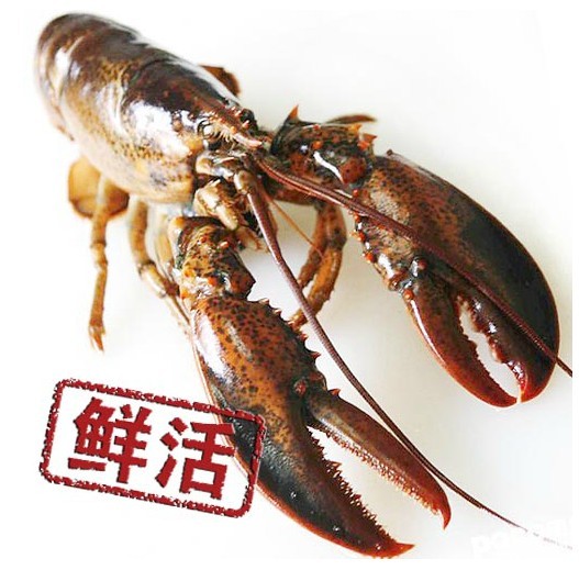 Canada lobster Boston lobster Homarus Live Lobster 1000g/ onlyin the Aquatic meat/Fresh fruits and vegetables/Cooked , Seafood/Aquatic/Product , Shrimp , Shrimp Products category - from Buy2taobao.com to provide professional Taobao agent buy service