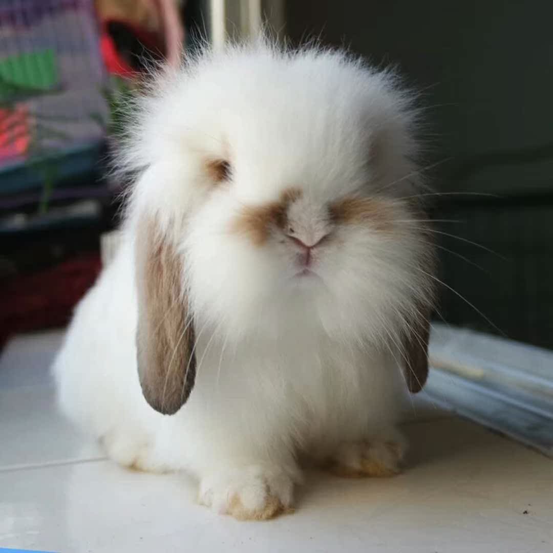 Lop lovely rabbit Cat Rabbit living thing Relatives Meek animal Domesticated Adorable pet Bite Dwarf Dodgein the Pet/Pet food and supplies , Rabbits and supplies , Rabbit category - from Buy2taobao.com to provide professional Taobao agent buy service