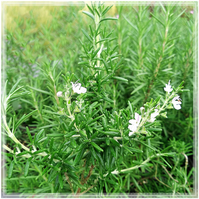 迷迭香  绿植香草苗 芳香花卉室内阳台四季办公室植物盆栽苗