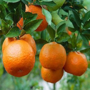 梦溪花卉出售美国品种橙子树苗 纽荷尔脐橙子