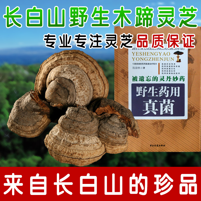 Changbai wild wild Ganoderma lucidum Guaranteed warrantyin the Traditional nourishing food , Ganoderma , Pruning Ganoderma category - from Buy2taobao.com to provide professional Taobao agent buy service