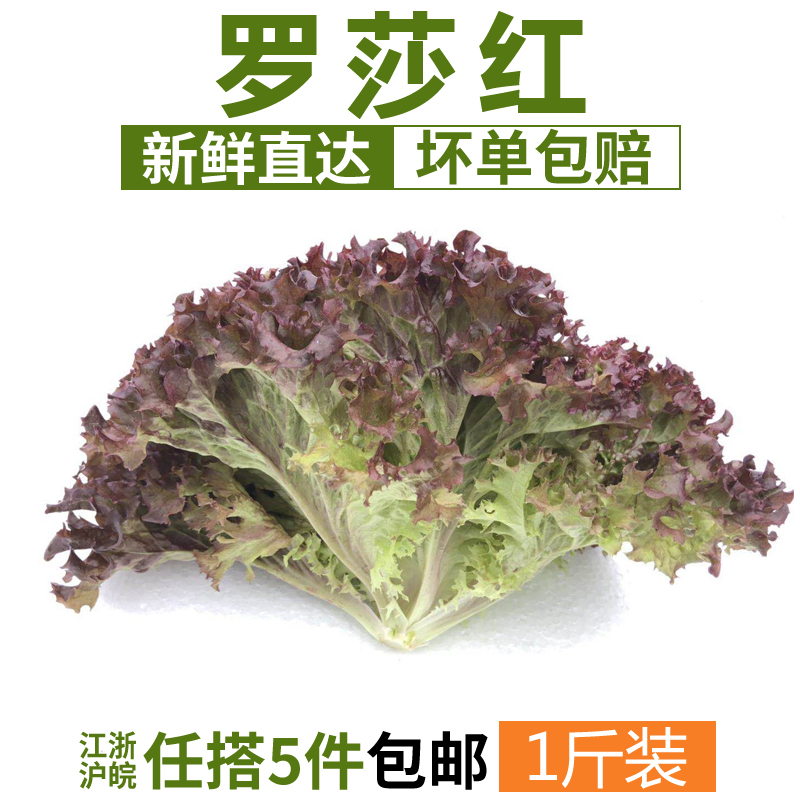 罗莎红500g 红叶生菜 紫叶生菜新鲜蔬菜沙拉食材 江浙沪皖5件包邮在类目 水产肉类/新鲜蔬果/熟食, 新鲜蔬菜/蔬菜制品, 新鲜蔬菜, 其它中 - 来自Buy2taobao.com提供专业的淘宝代购服务