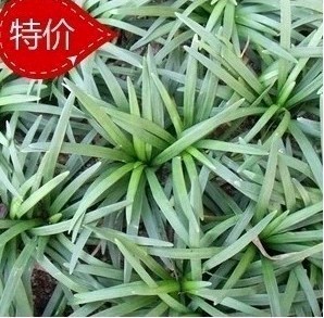 特价 庭院别墅高档绿化草坪 美国矮麦冬草 玉龙