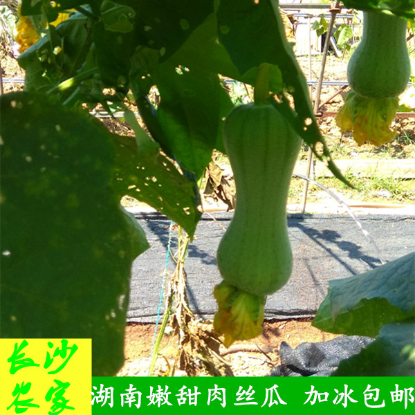 長沙農家【新鮮4斤】自種蔬菜本地絲瓜綠絲瓜胖絲瓜短絲瓜2000g在類目 水產肉類/新鮮蔬果/熟食, 新鮮蔬菜/蔬菜製品, 新鮮蔬菜, 其它中 - 來自Buy2taobao.com提供專業的淘寶代購服務