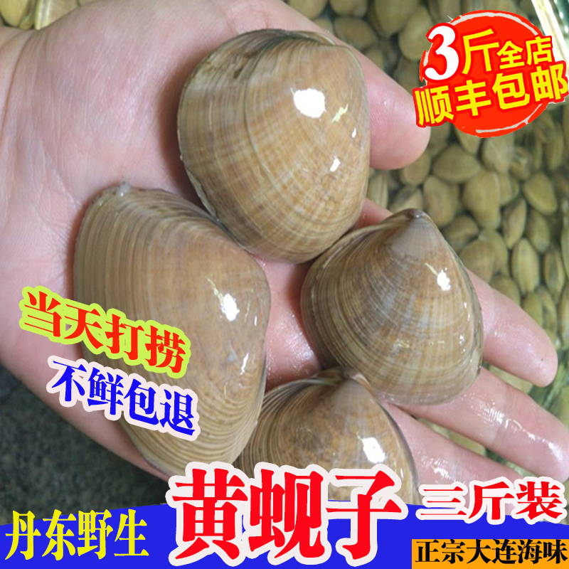 丹东黄蚬子大连特产贝类海鲜鲜活大个无沙野生海捕3斤包邮顺丰在类目 水产肉类/新鲜蔬果/熟食, 海鲜/水产品/制品, 其它中 - 来自Buy2taobao.com提供专业的淘宝代购服务