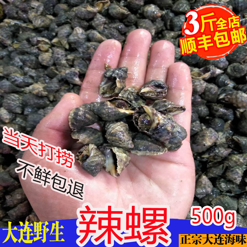 Dalian That day Fishing Fresh bitter snail Seafood Aquatic products Shellfish wild fresh Spicy snails 500g Shunfengin the Aquatic meat/Fresh fruits and vegetables/Cooked , Seafood/Aquatic/Product , Shellfish , Shellfish Products category - from Buy2taobao.com to provide professional Taobao agent buy service