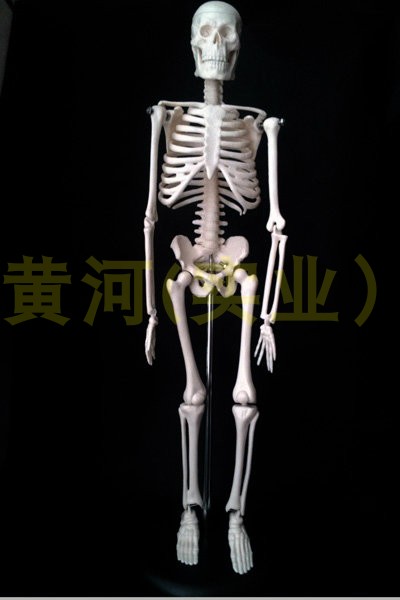 骨骼模型45CM人體全身骨骼模型骨架結構造教學模型骷髅頭教學醫學在類目 玩具/童車/益智/積木/模型, 靜態模型, 其他模型玩具中 - 來自Buy2taobao.com提供專業的淘寶代購服務