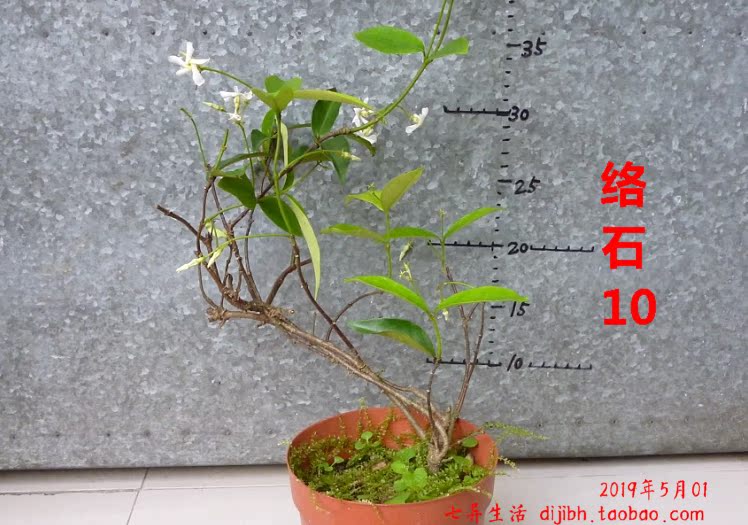 (1) 络石盆景小盆栽 自然老桩盆景办公室观赏绿植小盆景七异生活|ruв категории доставка цветов/цветок моделирования/растения садоводства, цветок/растения в горшках (новый), растения - от Buy2taobao.com для оказания профессиональной услуги покупки агента Taobao