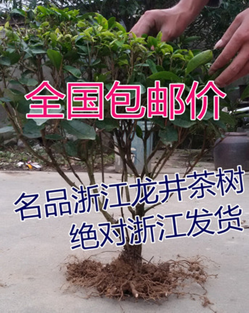 浙江绿茶树龙井铁观音碧螺春白茶采茶苗大茶叶树苗现挖现卖鲜活在类目 鲜花速递/花卉仿真/绿植园艺, 花园植物/行道树/果树, 行道树/乔木中 - 来自Buy2taobao.com提供专业的淘宝代购服务