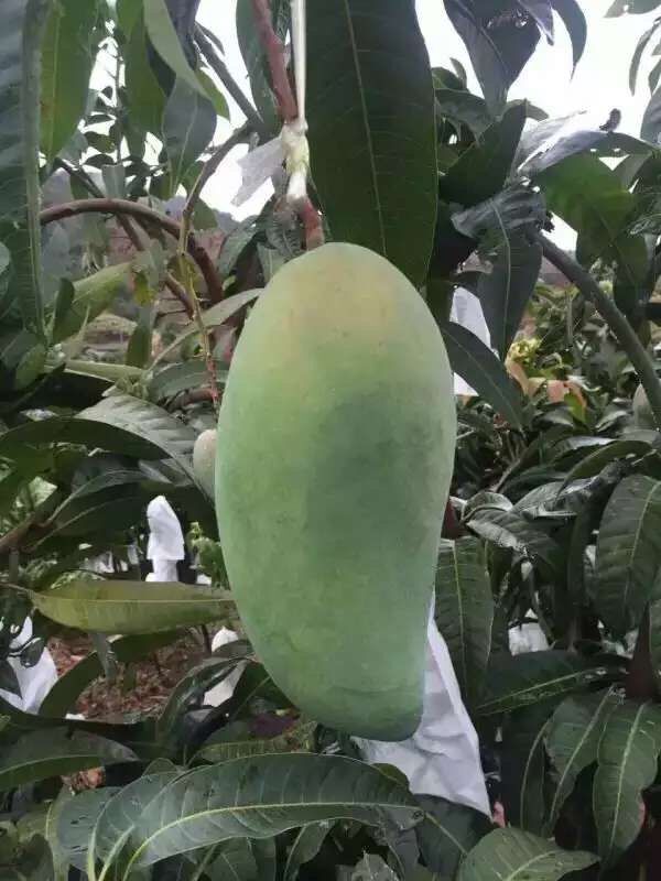 芒果新鮮金煌芒越南大青芒10斤包郵海南青皮大芒果青芒果新鮮水果在類目 水產肉類/新鮮蔬果/熟食, 新鮮水果, 芒果中 - 來自Buy2taobao.com提供專業的淘寶代購服務