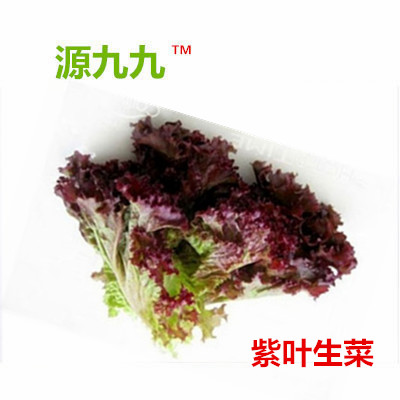 源九九山区新鲜蔬菜 紫叶生菜 罗美生菜500克|ruв категории водной мясо/свежие фрукты и овощи/еда, свежие овощи/овощной продукции, свежие овощи, другие - от Buy2taobao.com для оказания профессиональной услуги покупки агента Taobao