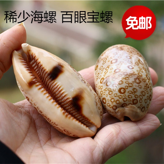 Natural conch shell Rare specimen Po Lo fish tank Aquarium Landscaping decorate Collection Decorationin the Home accessories , Creative Jewelry , Conch/Shell/Coral category - from Buy2taobao.com to provide professional Taobao agent buy service