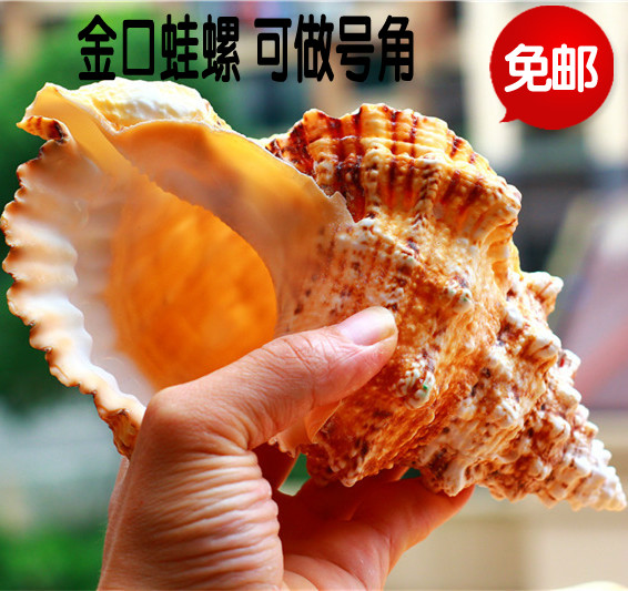 natural Super large Conch shell Chrysostom stone Aquarium decoration Decoration gift Make a bugle callin the Home accessories , Creative Jewelry , Conch/Shell/Coral category - from Buy2taobao.com to provide professional Taobao agent buy service
