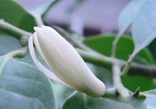 白兰花苗哪种好?白兰花苗价格,白兰花苗排行榜